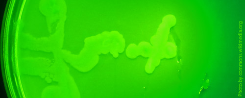 Возбудитель язвенной болезни рыб – бактерия Pseudomonas fluorescens