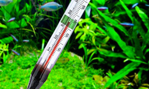 Лечение при переохлаждении и перегреве не понадобится, если постоянно контролировать температуру воды в аквариуме