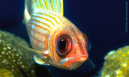 На рыбе появились красные пятна: подкожные кровоизлияния