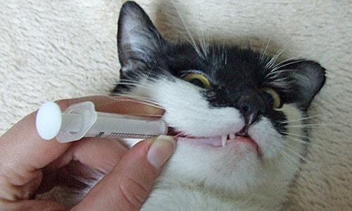 Введение лекарств животным перорально