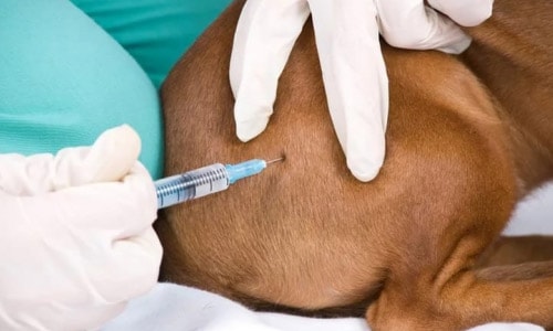 Введение лекарств животным внутримышечно