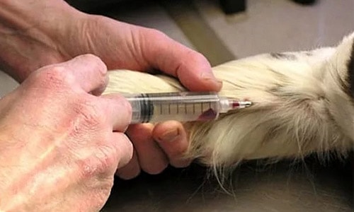 Введение лекарств животным внутривенно