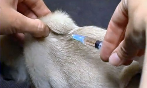 Введение лекарств животным подкожно