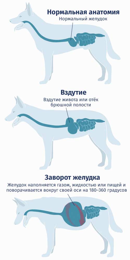 Схема анатомии: нормальный желудок, расширенный и перекрученный при завороте