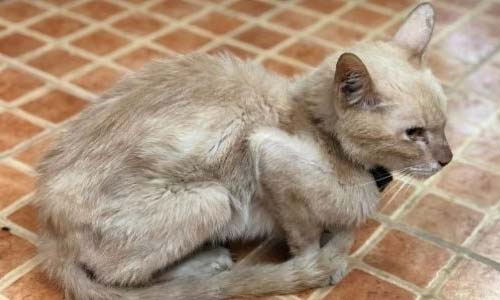 Кошка теряет вес из-за гипертиреоза