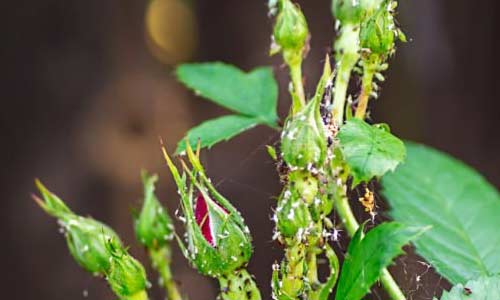 Паутинный клещ на розе