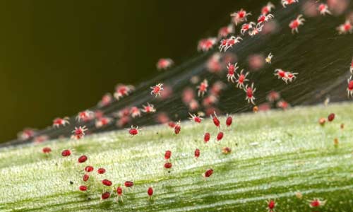 Поражённое паутинным клещём растение