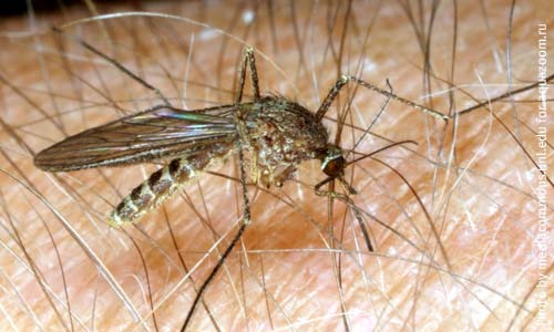 Комары рода Culicoides — переносчики блютанга