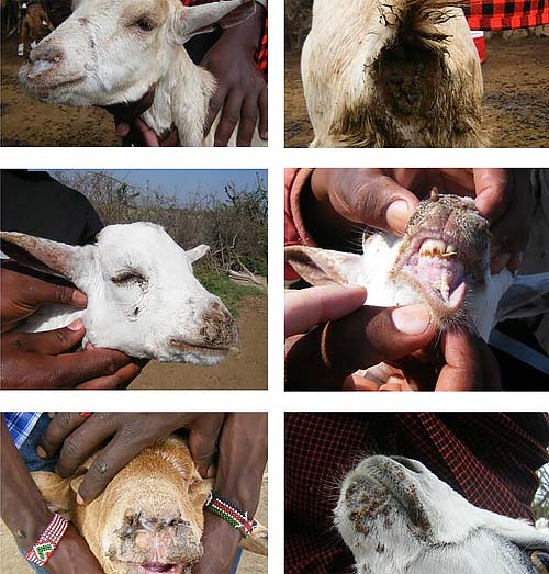 Симптомы блютанга