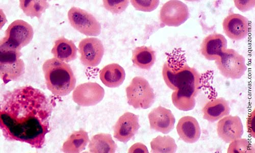 Бактерии Brucella под микроскопом