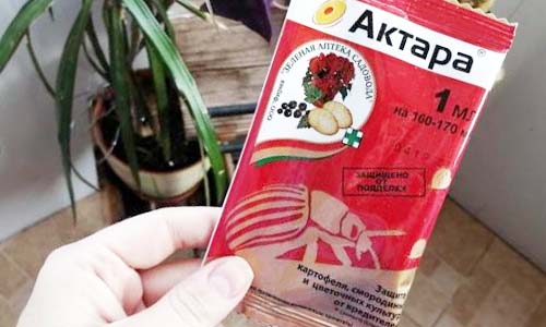 Комнатные растения против трипсов обрабатывают Актарой