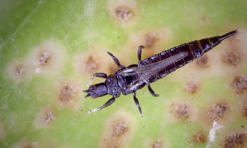 Трипсы, Thysanoptera