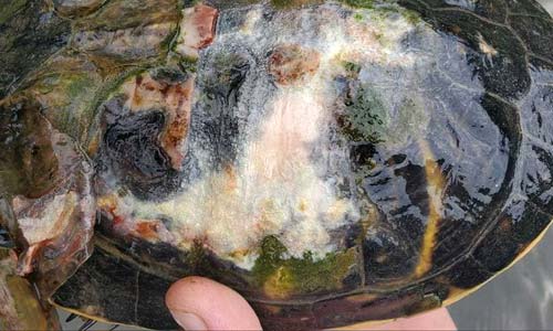 Изменение цвета панциря — симптом микоза