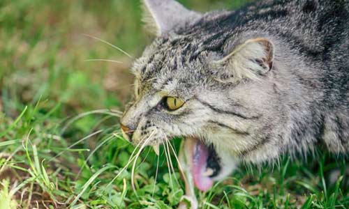 Рвотный позыв у кошки