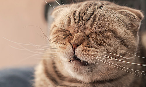 Чихание — симптом ринита у кошек