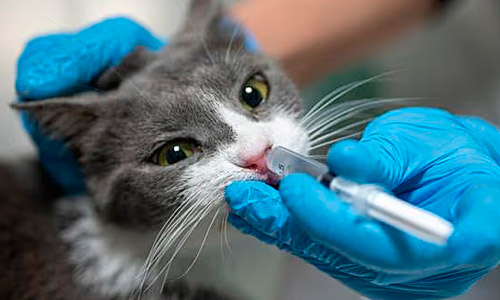 Лечение ринита у кошек