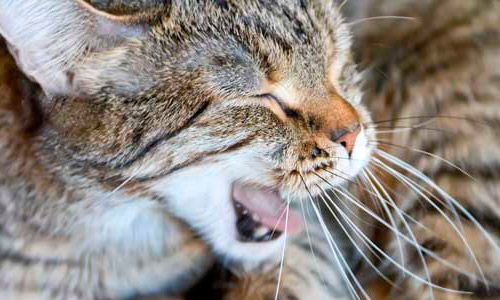 К бронхиту предрасположены кошки молодого и среднего возраста