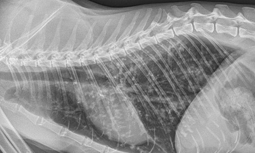 Рентгеновский снимок для диагностики бронхита у кошек