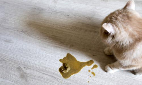 Симптом энтерита у кошек — рвота