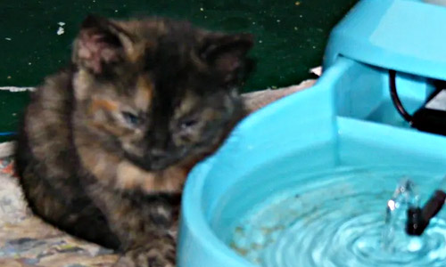 Типичная поза котёнка, поражённого энтеритом