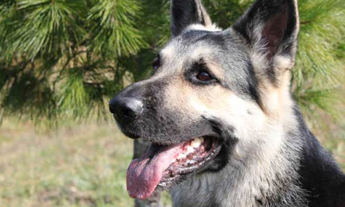 Здоровье ВЕО