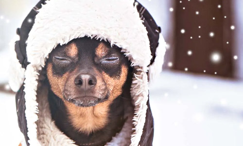 Зачем одевать собаку зимой?
