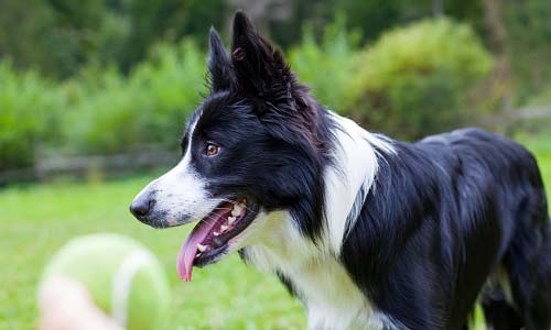 Бордер-колли, Border Collie