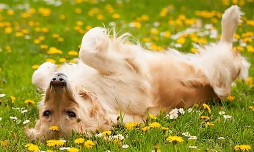 Почему собаки катаются по траве