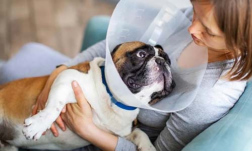 Уход за собакой после стерилизации