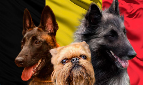 Бельгийские породы собак с фото и описанием