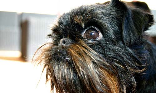 Бельгийский гриффон