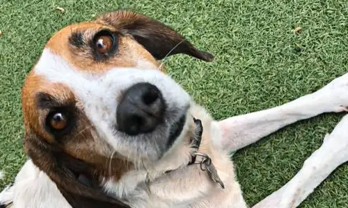 Английский фоксхаунд напоминает бигля-переростка