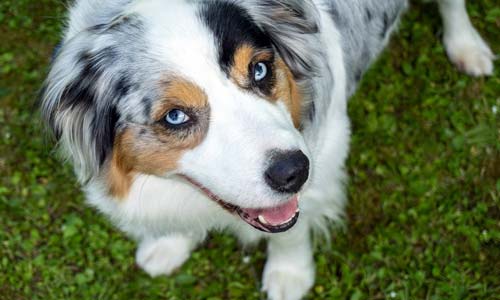 Австралийская овчарка