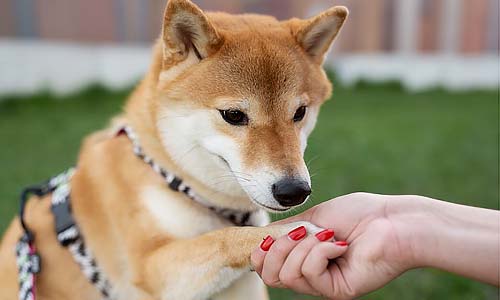 Когда кормить собаку: до или после прогулки?