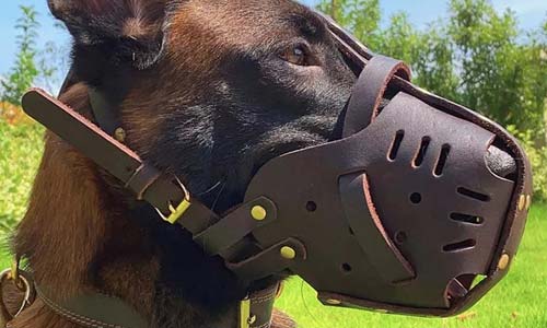 Как выбрать намордник для собаки: виды, размеры, приучение