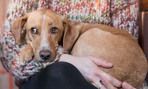 Почему собака дрожит без причины