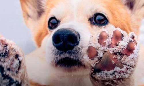 Защита лап собаки зимой от мороза и реагентов