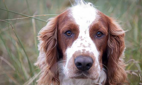 Порода собак спаниель: виды и выбор