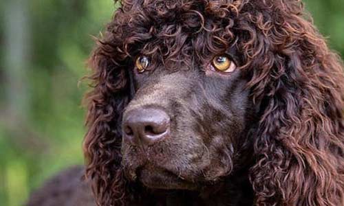 Ирландский водяной спаниель: порода с характером