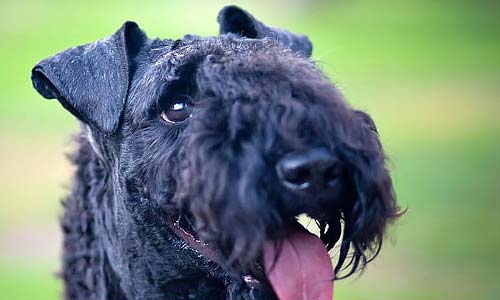 Керри-блю-терьер: порода, характер и содержание