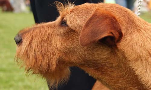 Ирландский терьер: порода, характер и уход