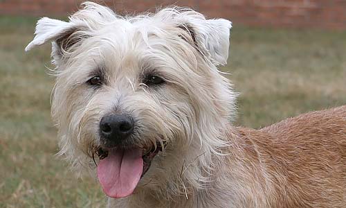 Глен оф Имаал терьер: редкая порода из Ирландии