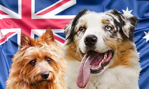 Австралийские породы собак