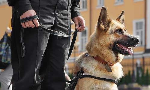 Служебные собаки: породы, виды службы и как выбрать