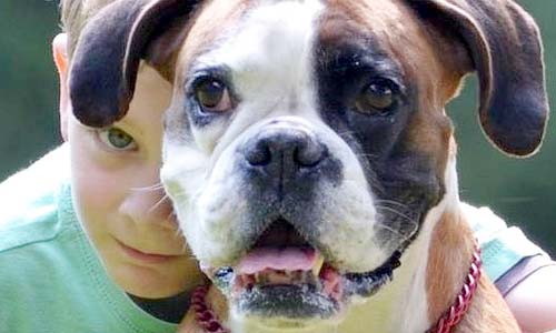 Разновидности боксёров: чем отличаются, как выбрать