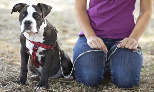 Как социализировать щенка: пошаговая инструкция