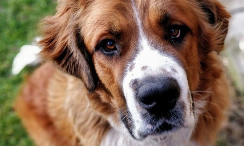 Московская сторожевая: описание породы, характер, уход