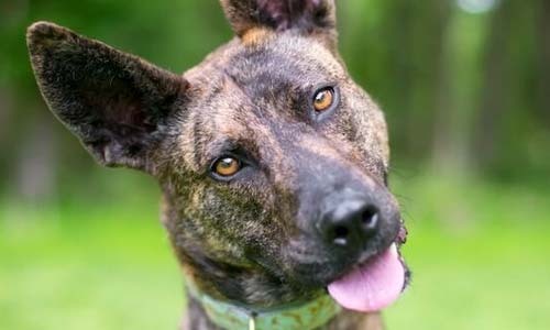 Голландская овчарка: волк в овечьей шкуре