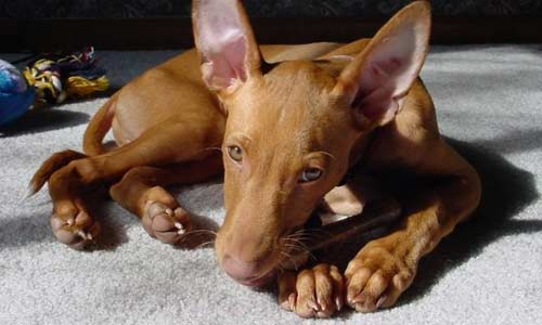 Фараонова собака, Pharaoh Hound