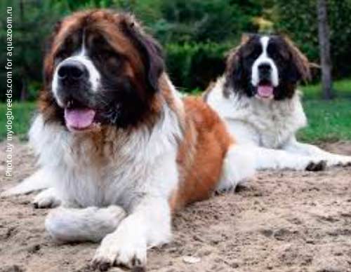 Московская сторожевая — уверенный гигант